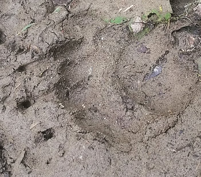 cinque polpastrelli in parallelo tra di loro rivelano la presenza di un Tasso