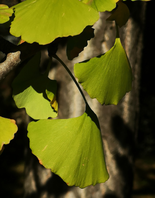  le foglie del Ginkgo Biloba si presentano come ventagli verdi orientati verso il basso