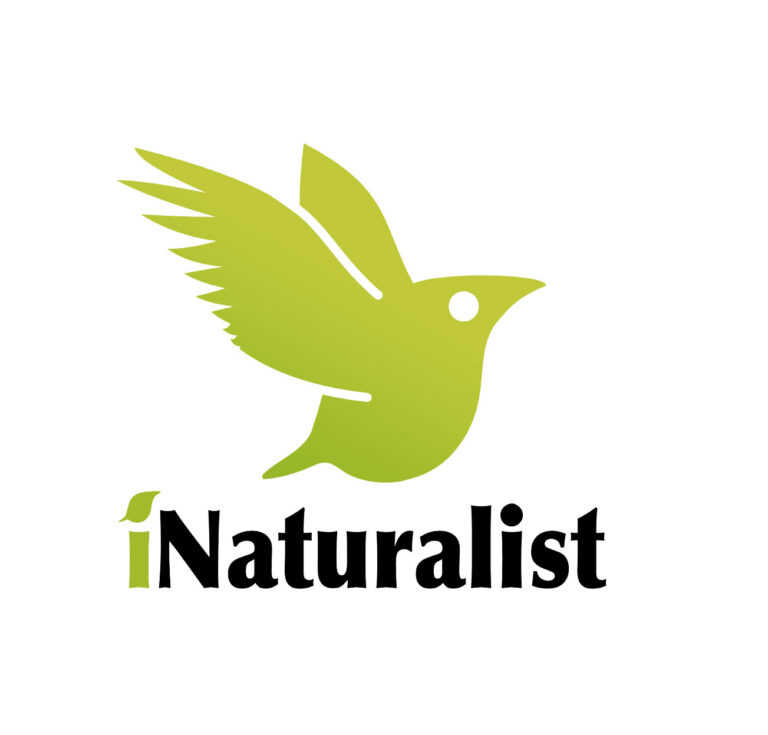 il logotipo di iNaturalist è caratterizzato da una silhouette di uccello di colore verde che si innalza in volo il nome iNATURALIST vorrebbe significare in italiano IO sono una naturalista