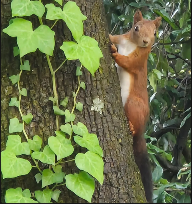 uno Scoiattolo rosso con il suo pancino bianco compare all'improvviso e ci osserva dal tronco di un albero