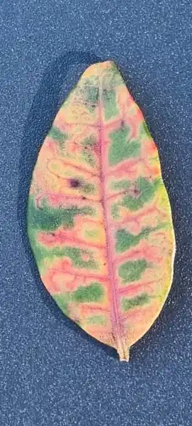 i colori verde giallo e porpora sono qui rappresentati sulla foglia lanceolata del Gelsomino quasi a disegnare un improbabile albero