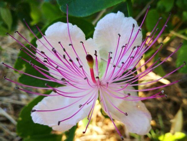un fiore del cappero meraviglioso nel suo bianco candore impreziosito da pistilli rossi e viola
