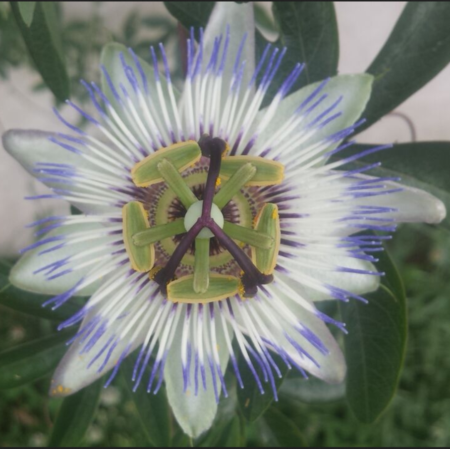 una corolla a forma di cerchio di petali bianchi incornicia un'altra corolla di pistilli bianchi e blu per proseguire poi con un pentagono verde e un triangolo marrone di altre componenti del fiore