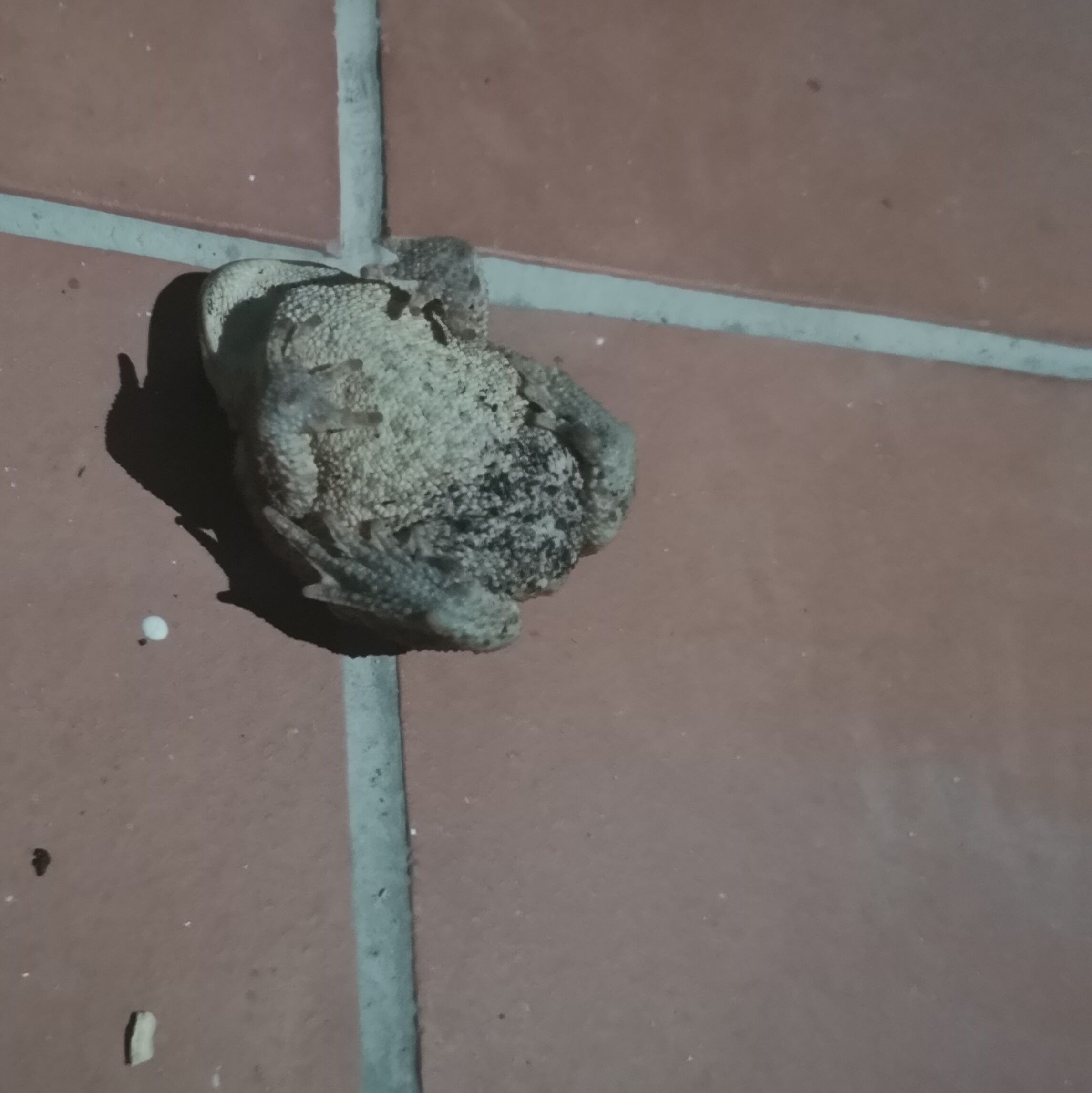 un rospo grigio si mette a pancia in su fingendosi morto