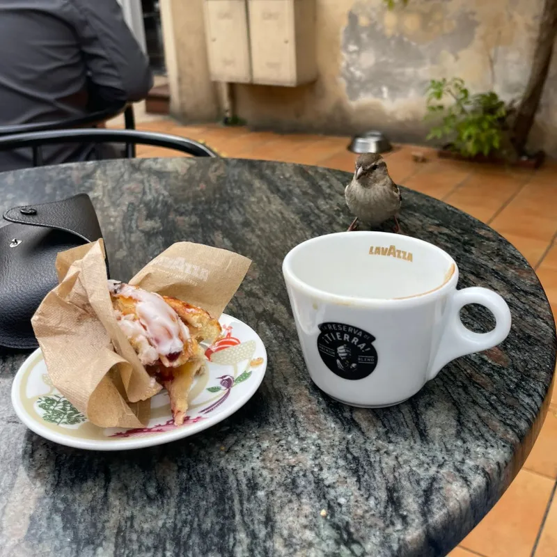 la femmina di Passero d'Italia ha colori più neutri rispetto al maschio spaziando dal grigio al marrone chiaro ed è sempre molto intraprendente come in questo caso fortemente vicina e incuriosita da un trancio di pizza sul tavolino
