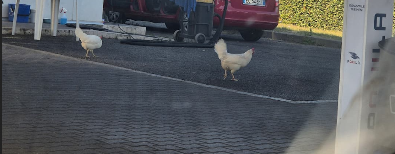 bianche e belle cicciottelle zampe robuste e cresta rossa ecco le nostra galline sul selciato di un'area di servizio
