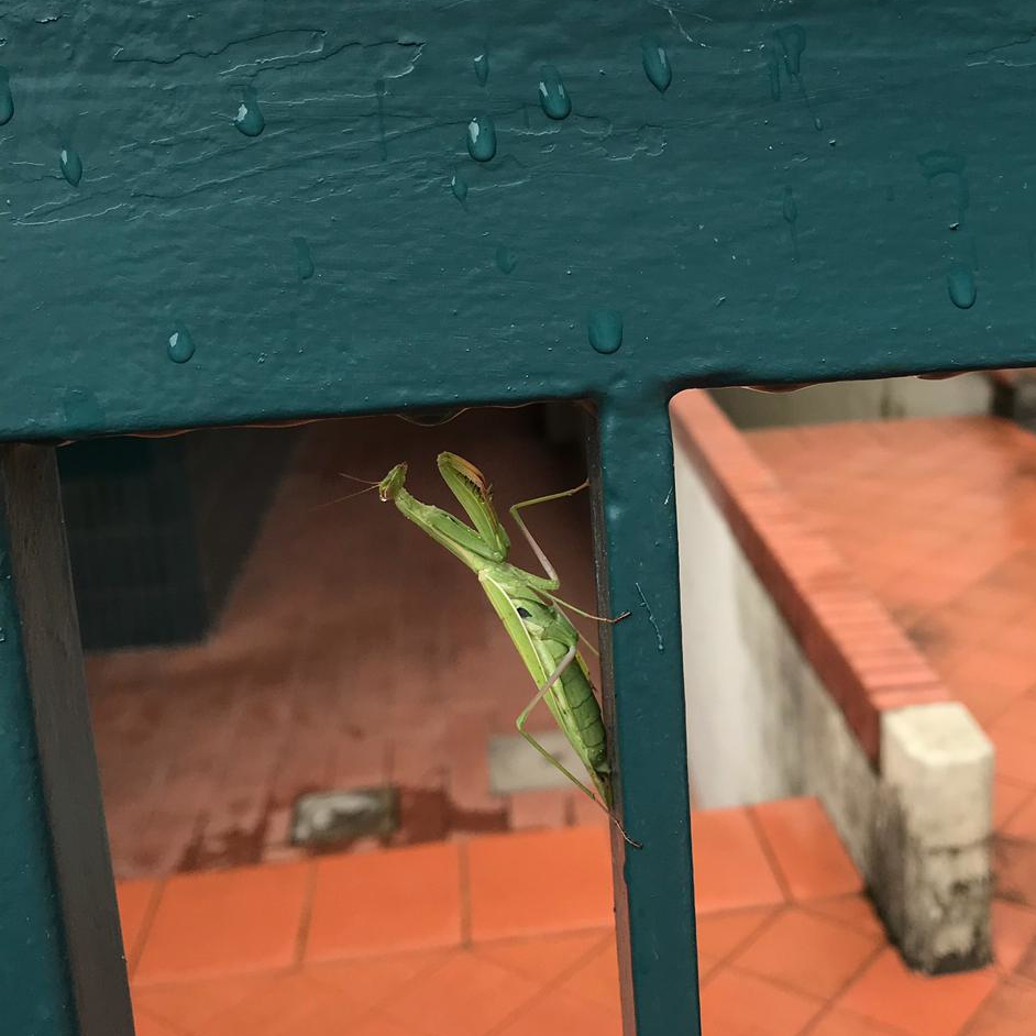 tutta verde e dall'aspetto minaccioso con le sue zampe a sciabola e mandibola pronta a stritolare così si presenta la Mantide religiosa