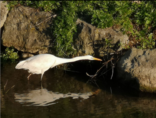 Appare all'improvviso su uno specchio d'acqua un grande airone bianco maggiore con la sua livrea bianca immacolata e il grande becco giallo alla ricerca di pesci