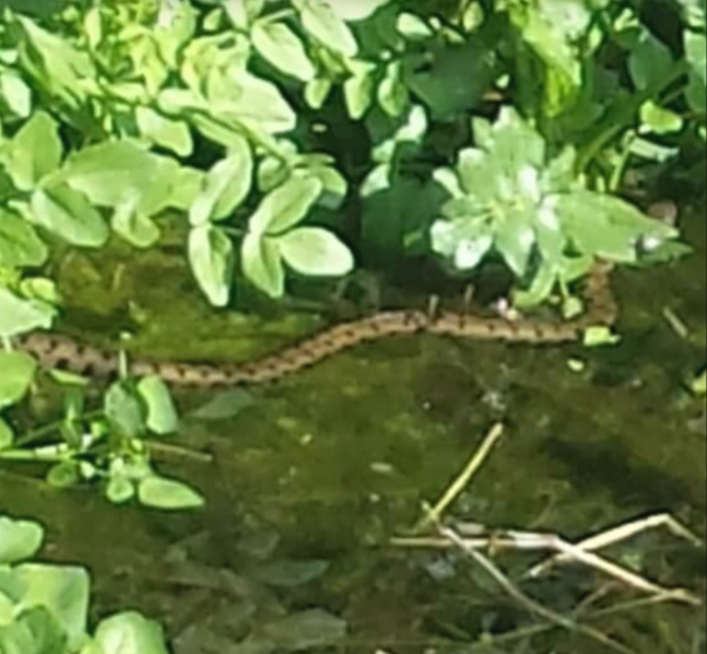 la biscia dal collare marrone con ripetute e importanti striature più scure appare all'improvviso nello specchio d'acqua