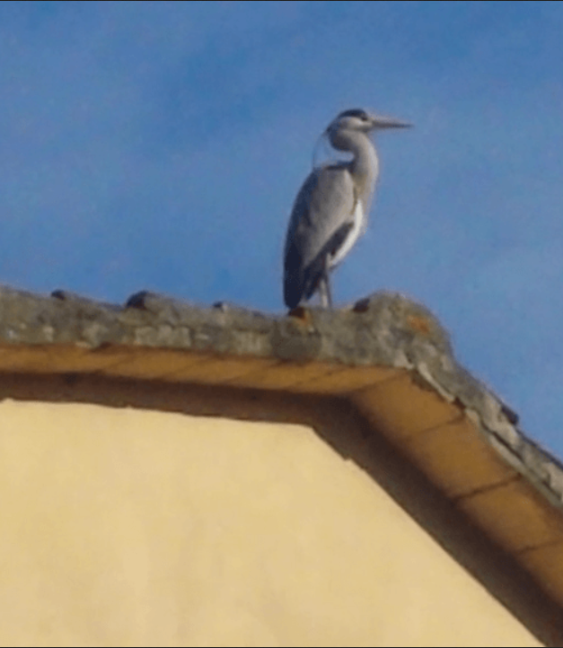 L'Airone grigio cenerino come dice il nome è prevalentemente grigio ma con striature importanti bianche e grige sulle ali e sul capo