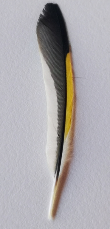 bianco nero e giallo i colori del Cardellino