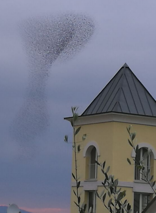 questo stormo di storni in volo sembra quasi un tornado che minaccia una vicina torre