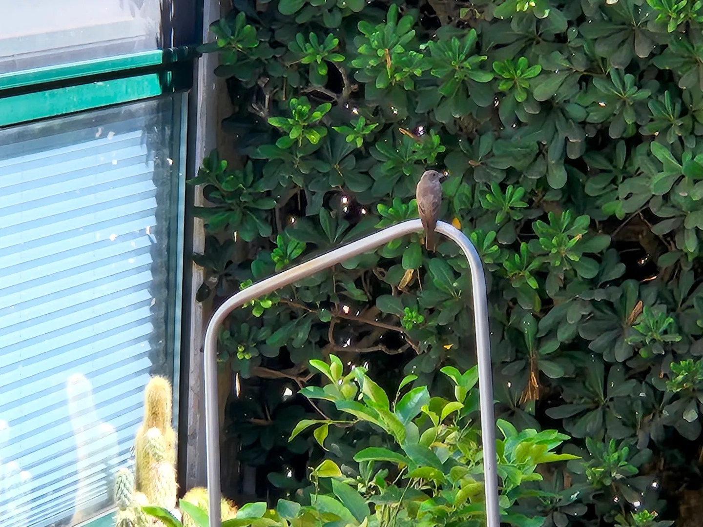 Il Pigliamosche è un piccolo e snello uccellino marrone molto elegante nel volare che spesso parte e riparte da un punto di osservazione a caccia d'insetti