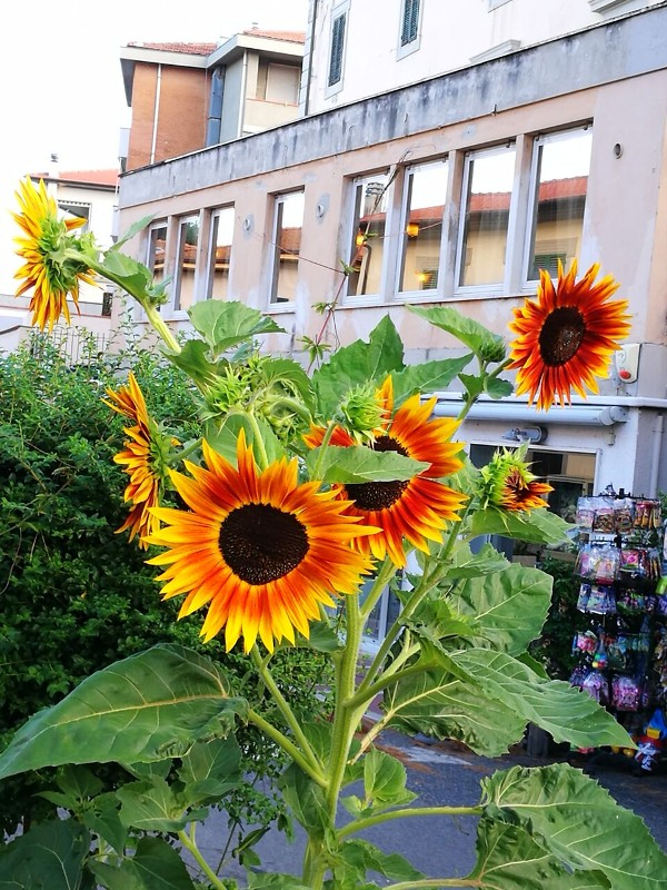  giallo nero e arancione sono i fantastici colori che caratterizzano i fiori di Girasole