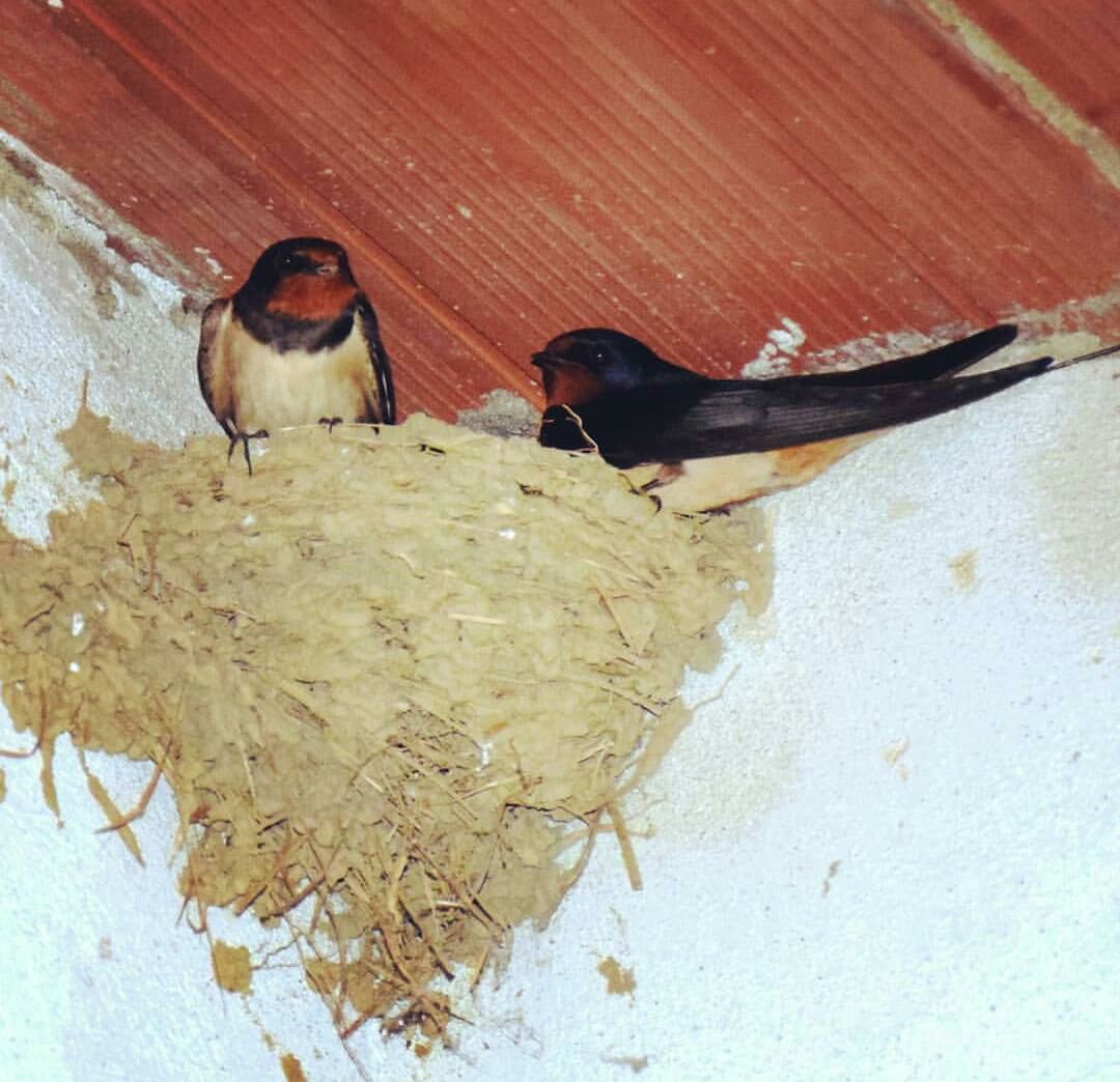 una coppia di rondini sul nido dalla classica livrea blu e bianca con collarino rosso